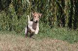 FOX TERRIER 076